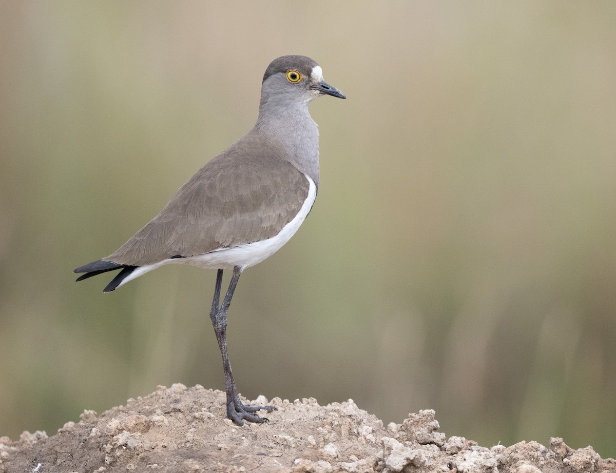 čejka šedoprsá - ML640823638