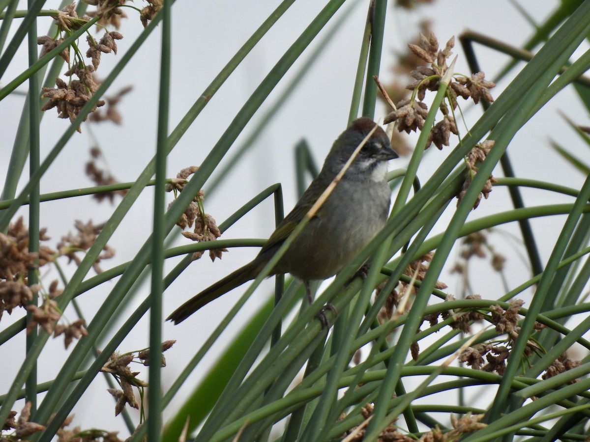 Green-tailed Towhee - ML640823649
