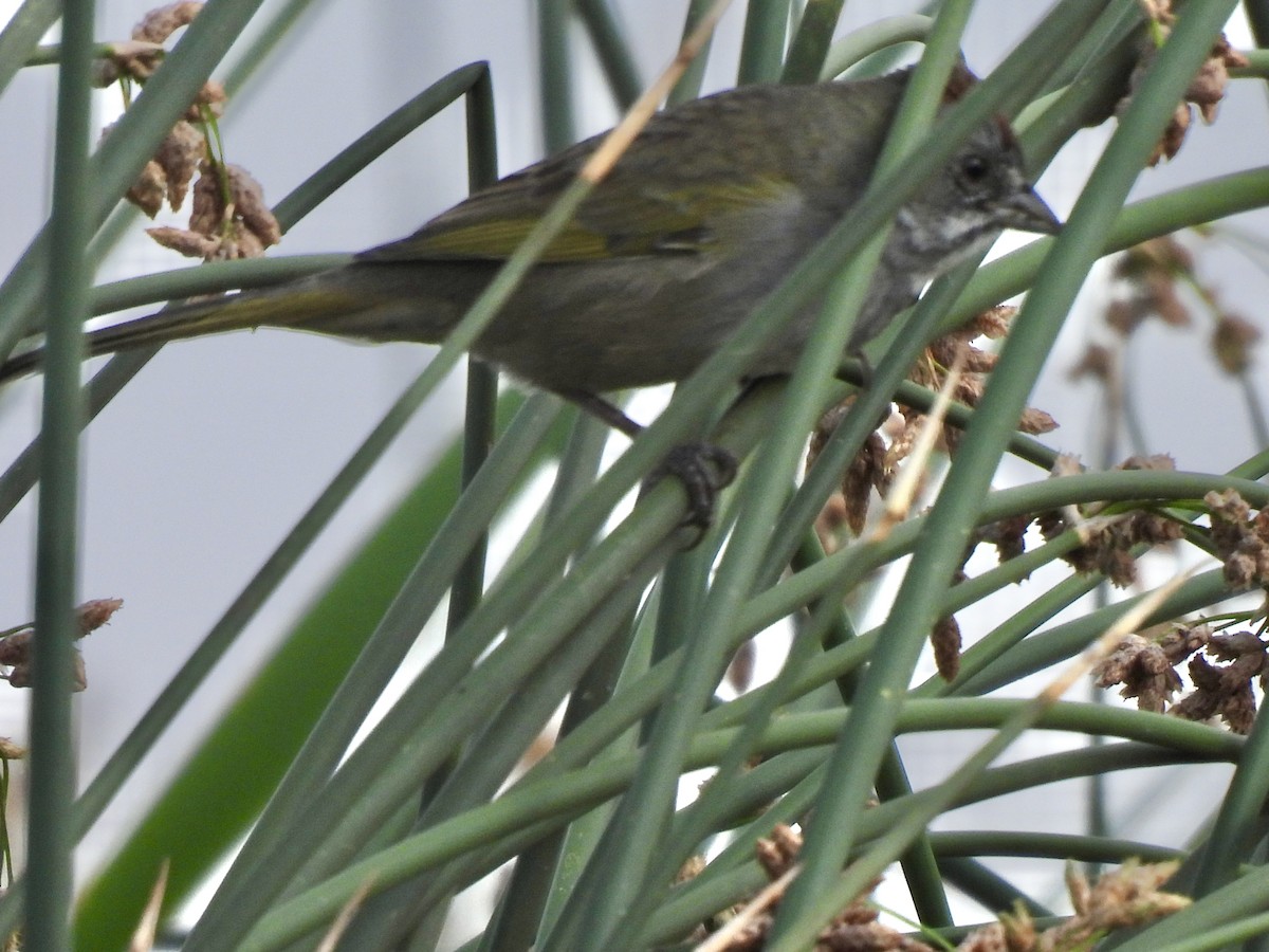 Green-tailed Towhee - ML640823650