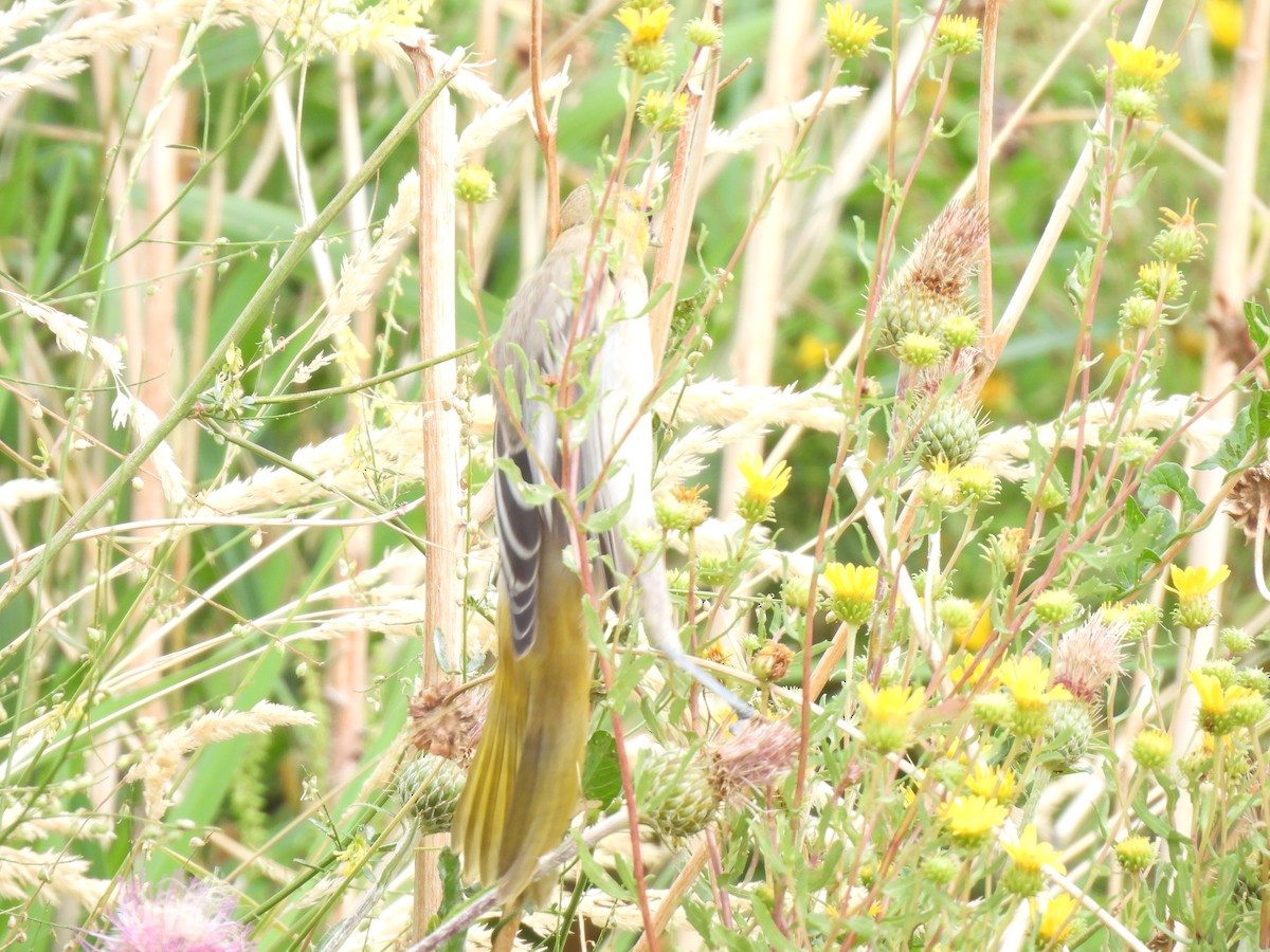 Bullock's Oriole - ML640823679