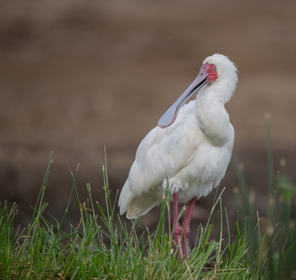 kolpík africký - ML640823689