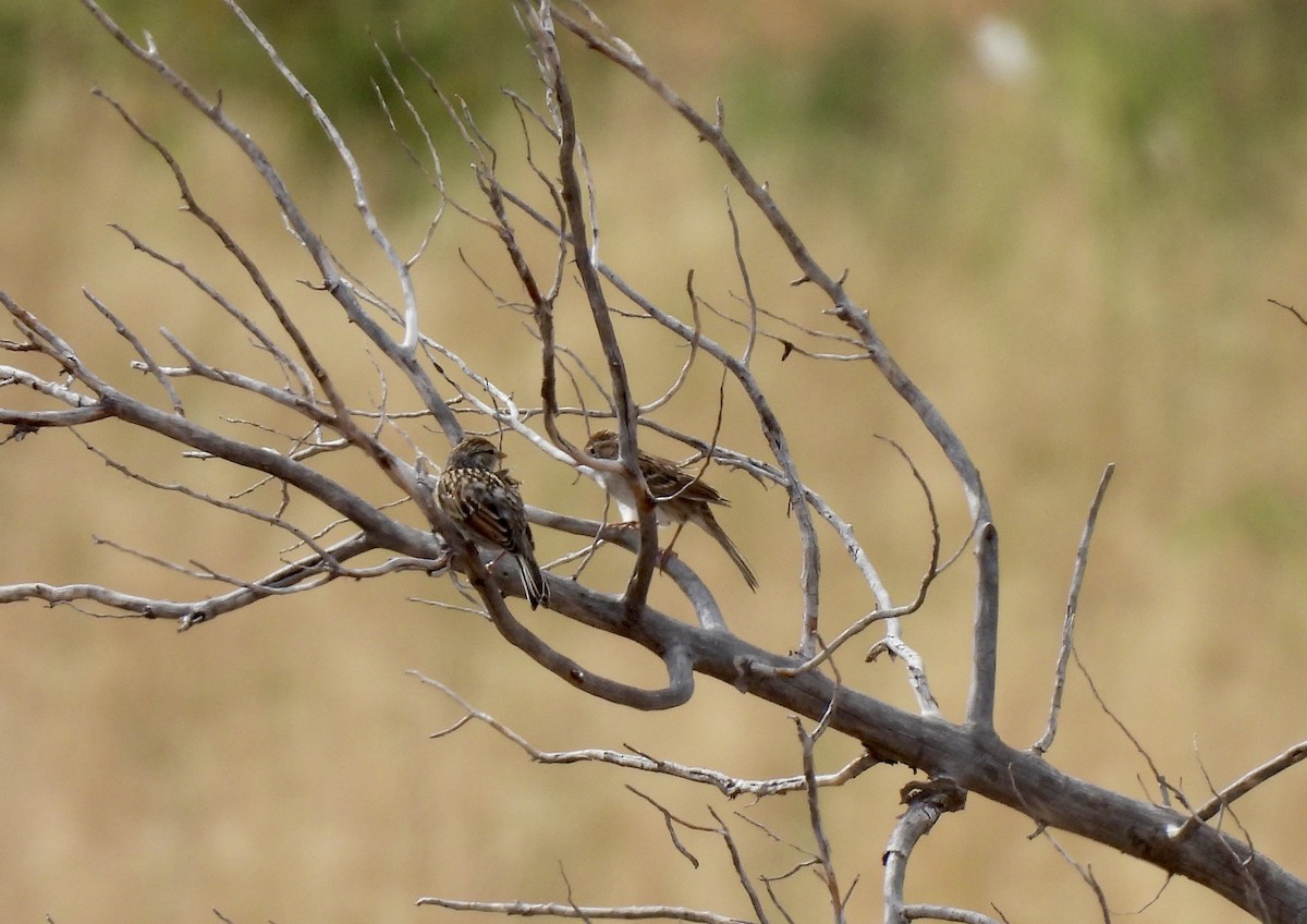 Chipping Sparrow - ML640823694
