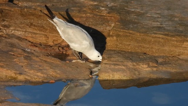 Audouin's Gull - ML640823723