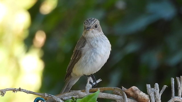 Spotted Flycatcher (Mediterranean) - ML640823735