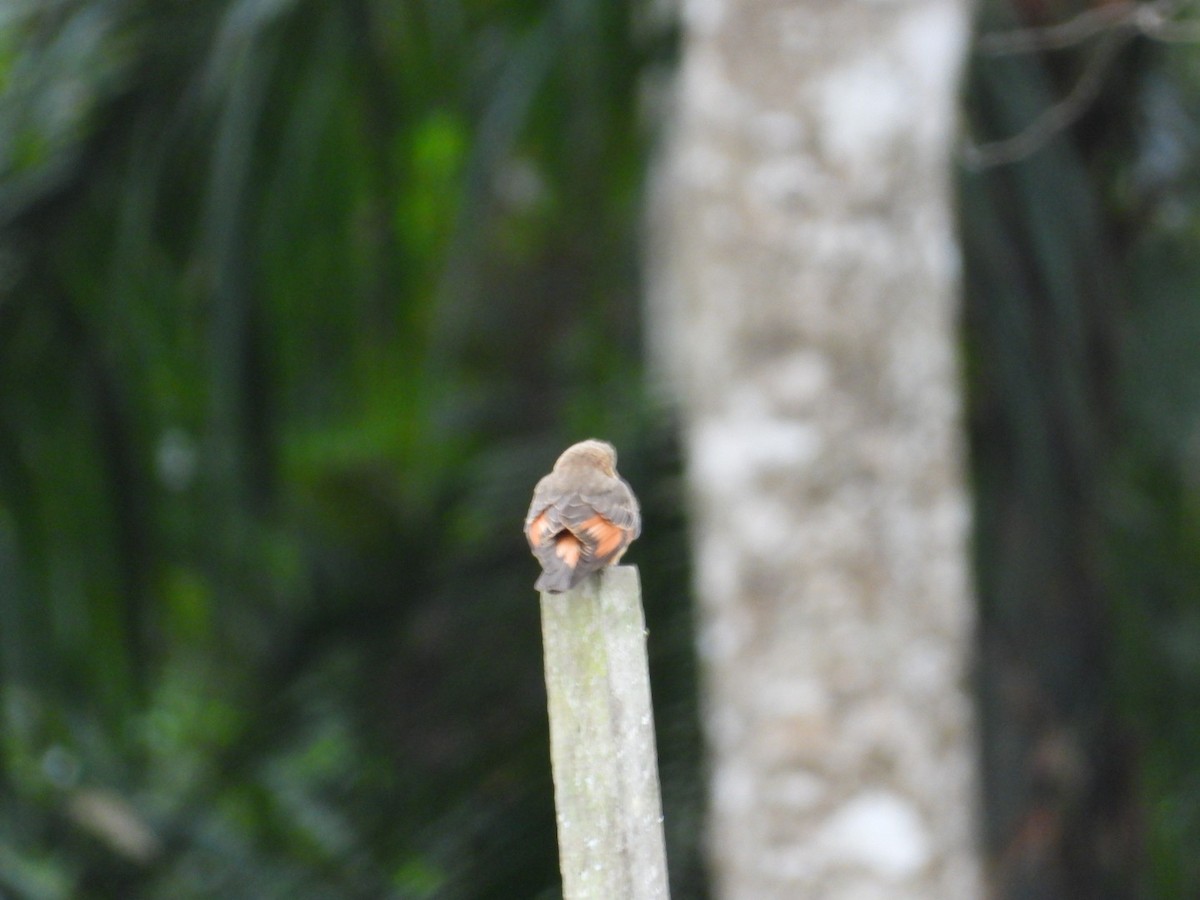 Cliff Flycatcher - ML640823760