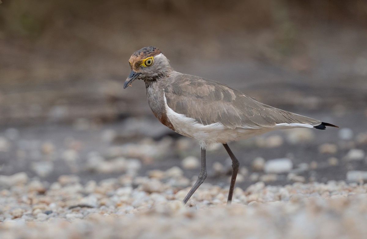 čejka hnědoprsá - ML640823764