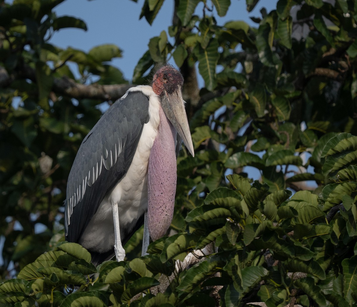 marabu africký - ML640823845