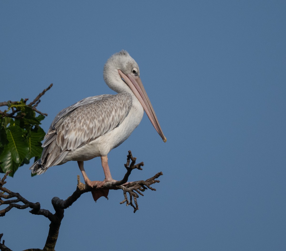 pelikán africký - ML640823849