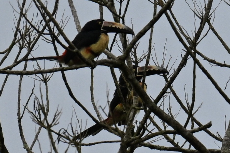 Collared Aracari - ML640823864