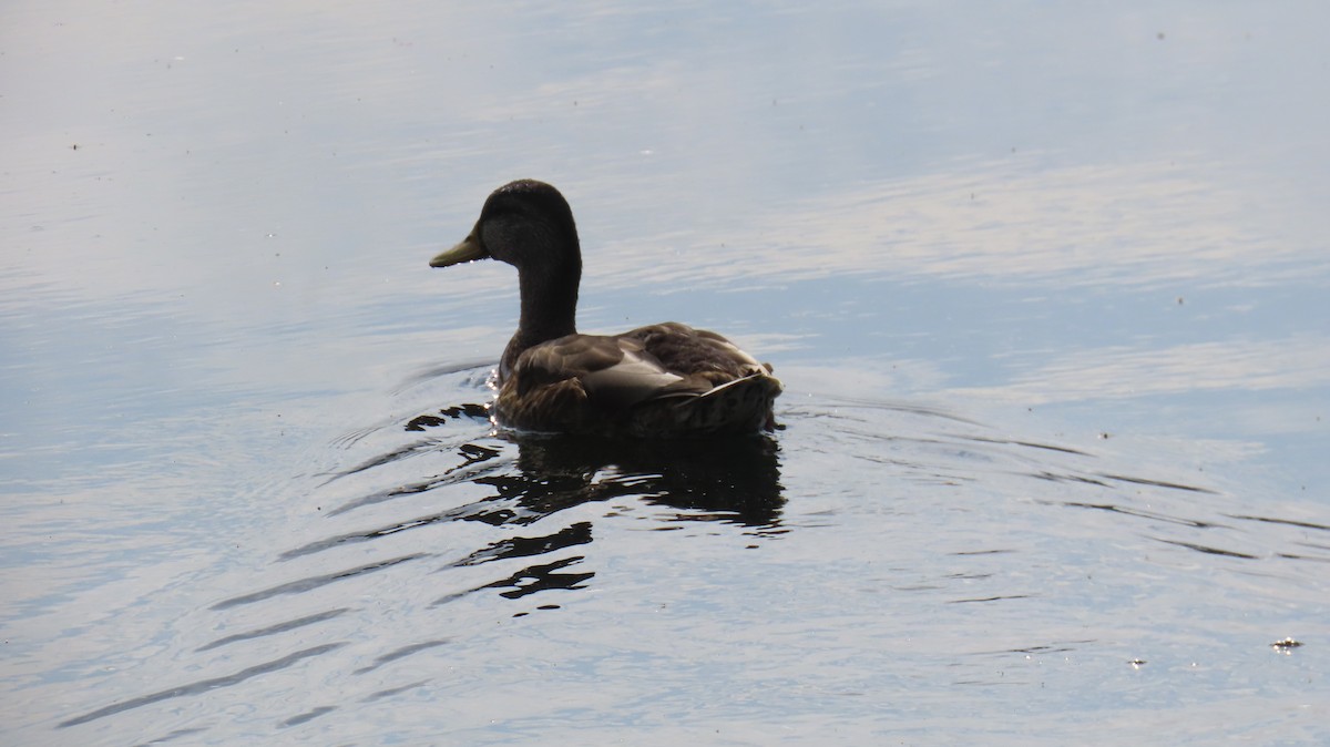 Canard colvert - ML640823921