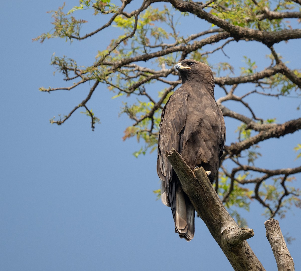 Wahlberg's Eagle - ML640823937
