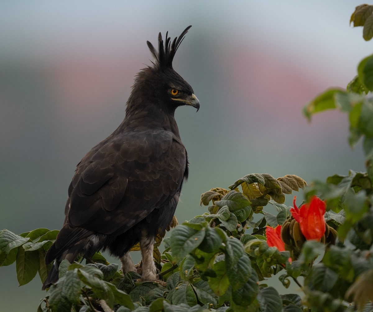 orel chocholatý - ML640823946
