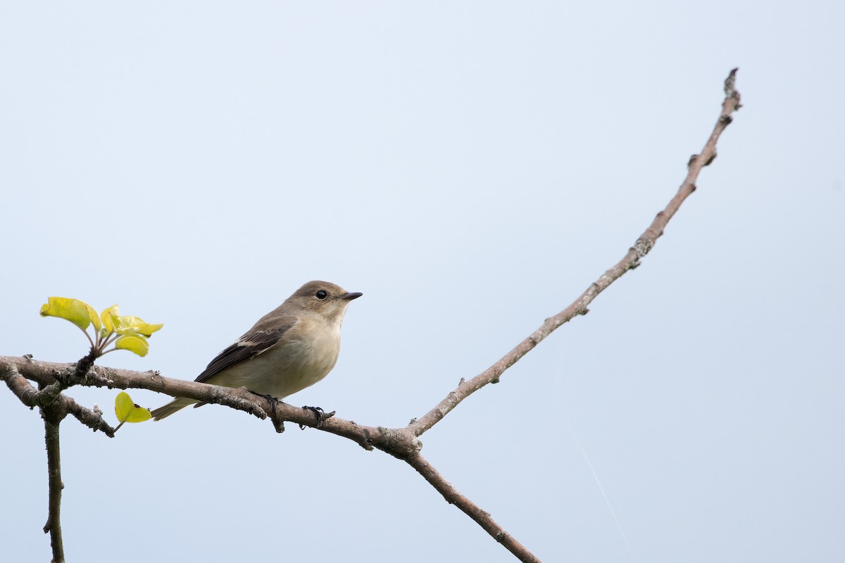 European Pied Flycatcher - ML640823959