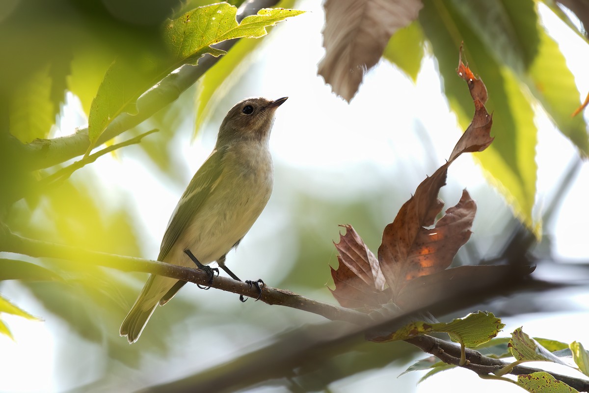 European Pied Flycatcher - ML640823960