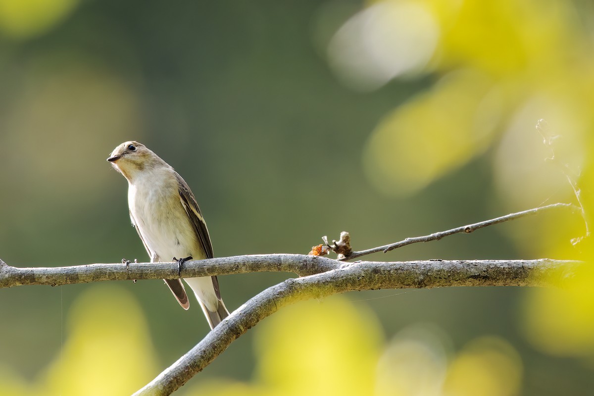 European Pied Flycatcher - ML640823961