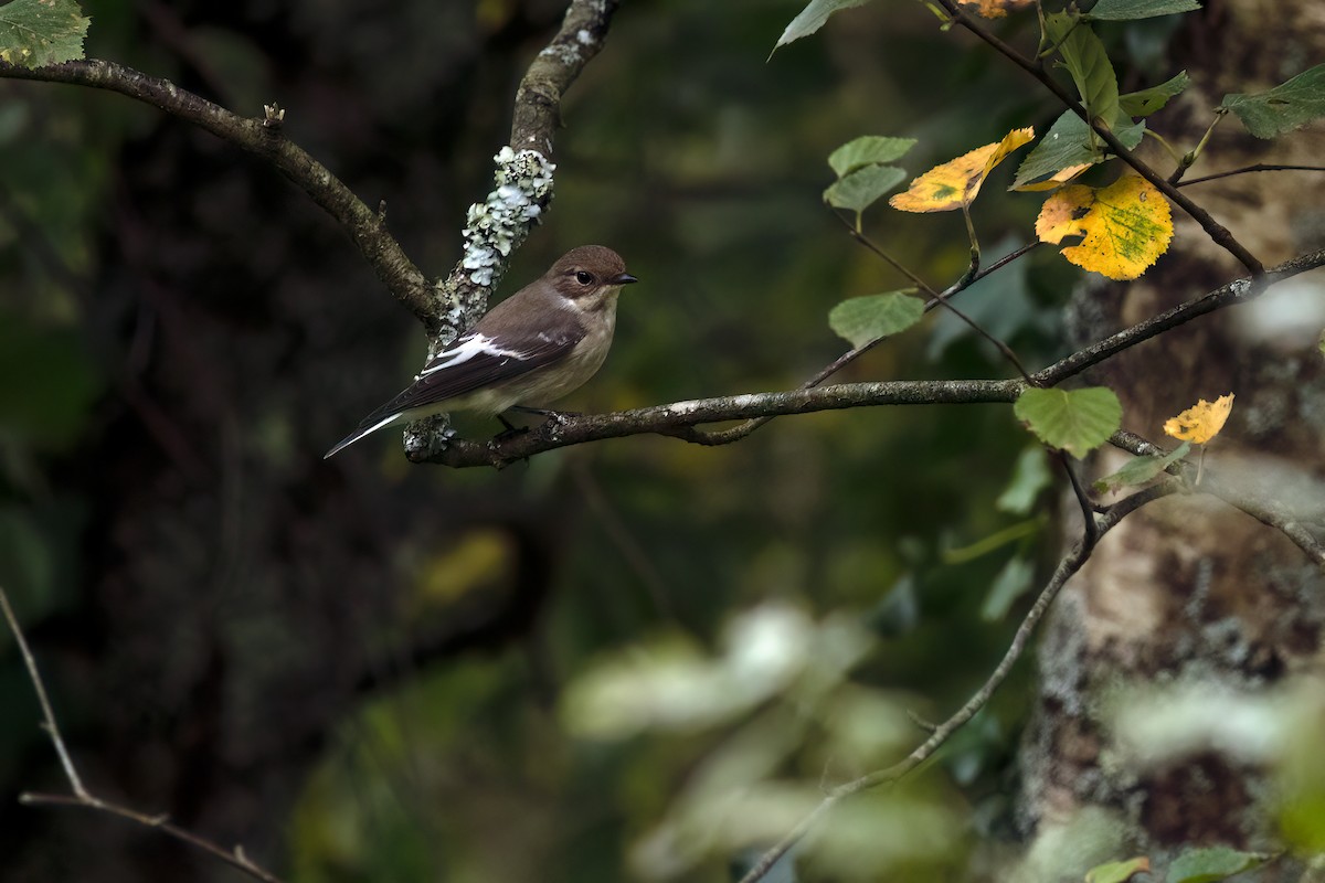 European Pied Flycatcher - ML640823962
