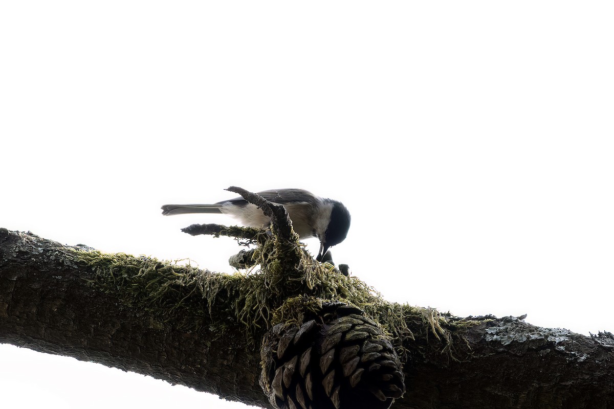 Marsh Tit - ML640823972