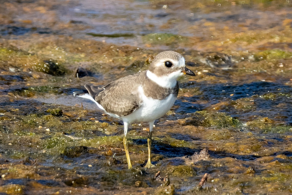Semipalmated Plover - ML640824028