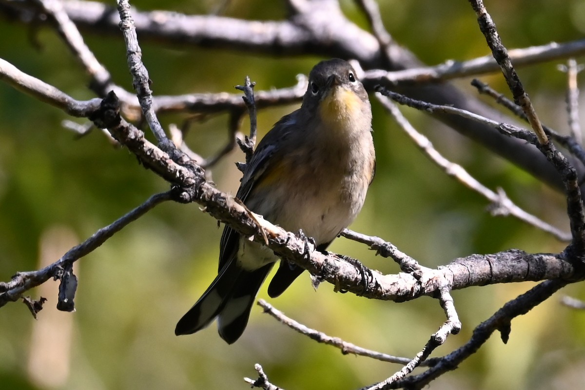 Yellow-rumped Warbler (Audubon's) - ML640824091