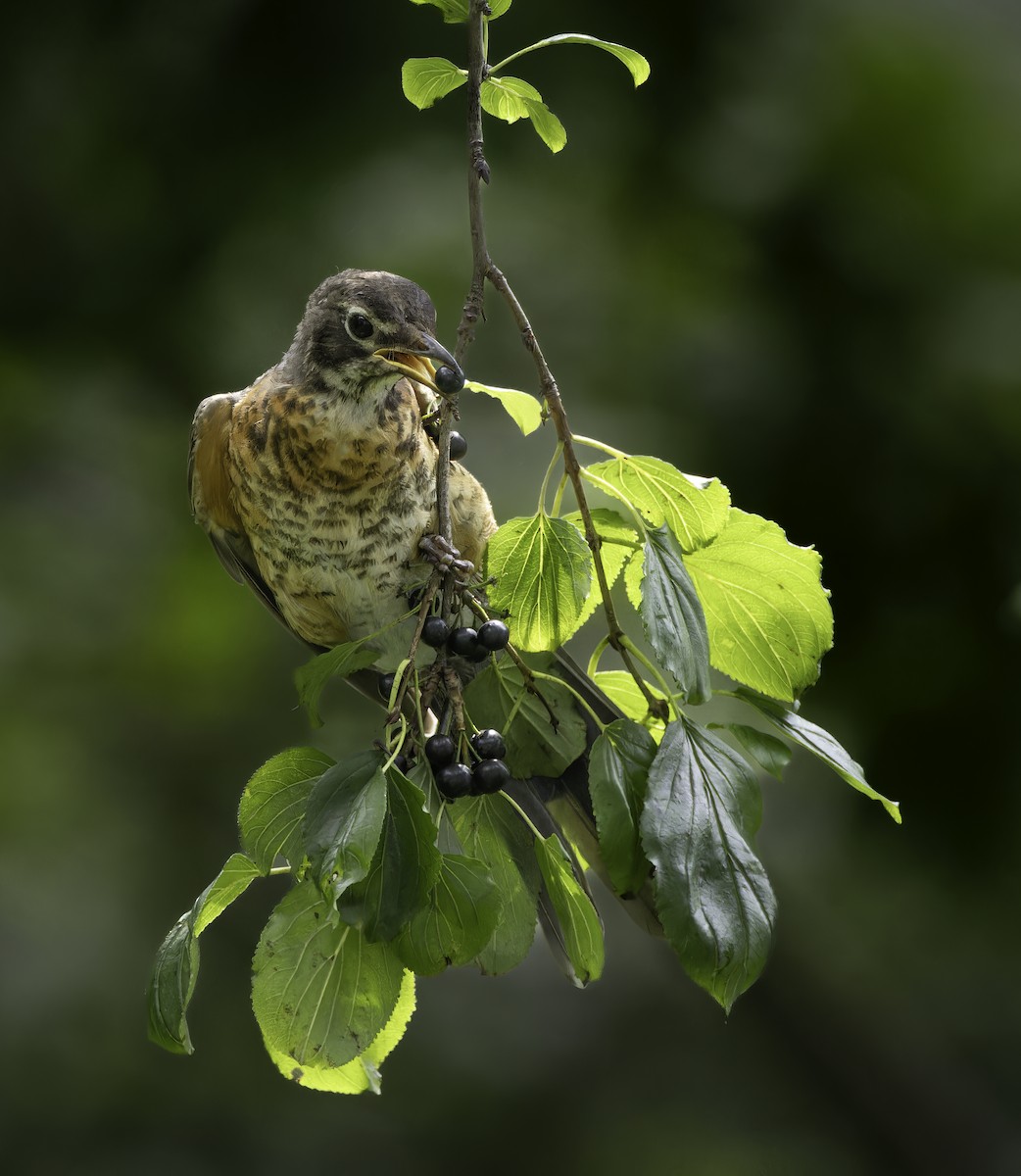 American Robin - ML640824104
