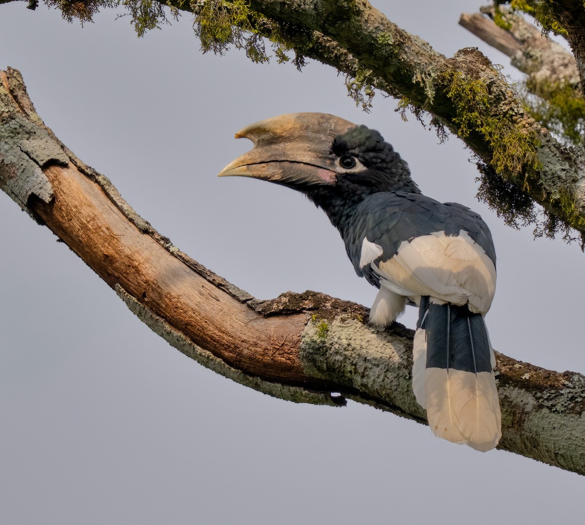 White-thighed Hornbill - ML640824208