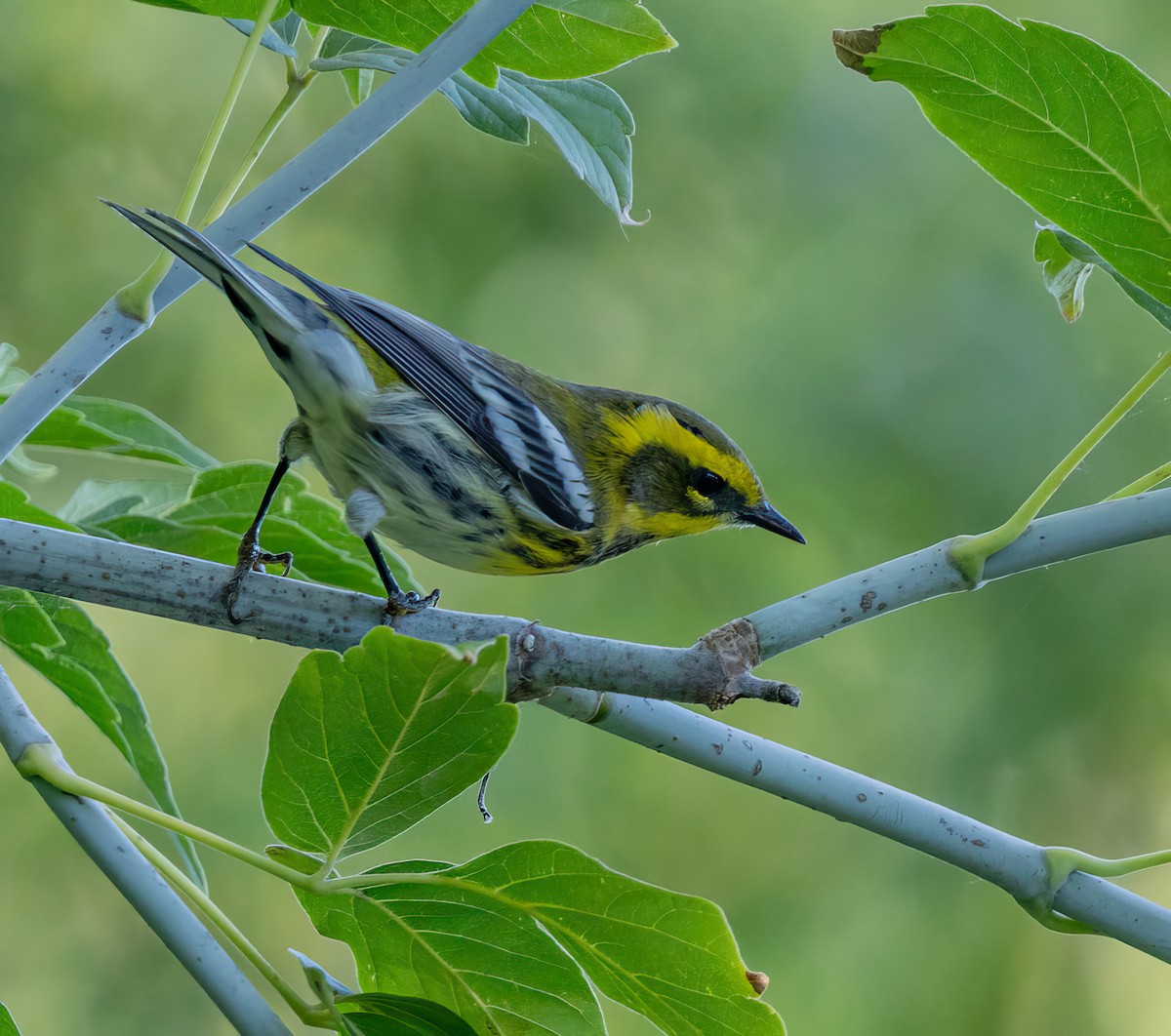 Townsend's Warbler - ML640824225