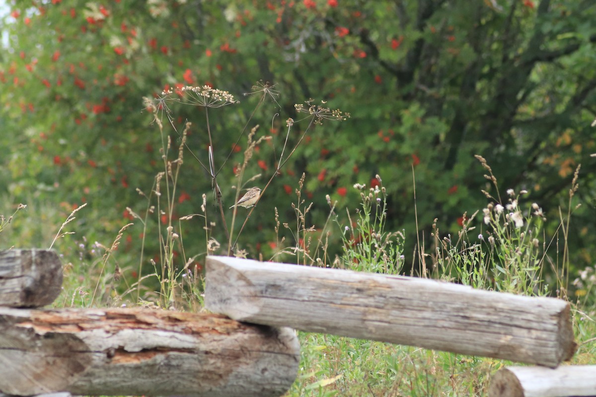 Whinchat - ML640824258