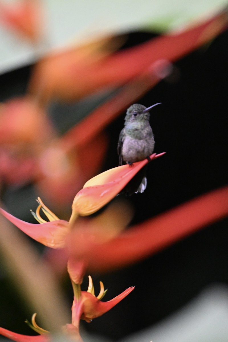 Scaly-breasted Hummingbird - ML640824272