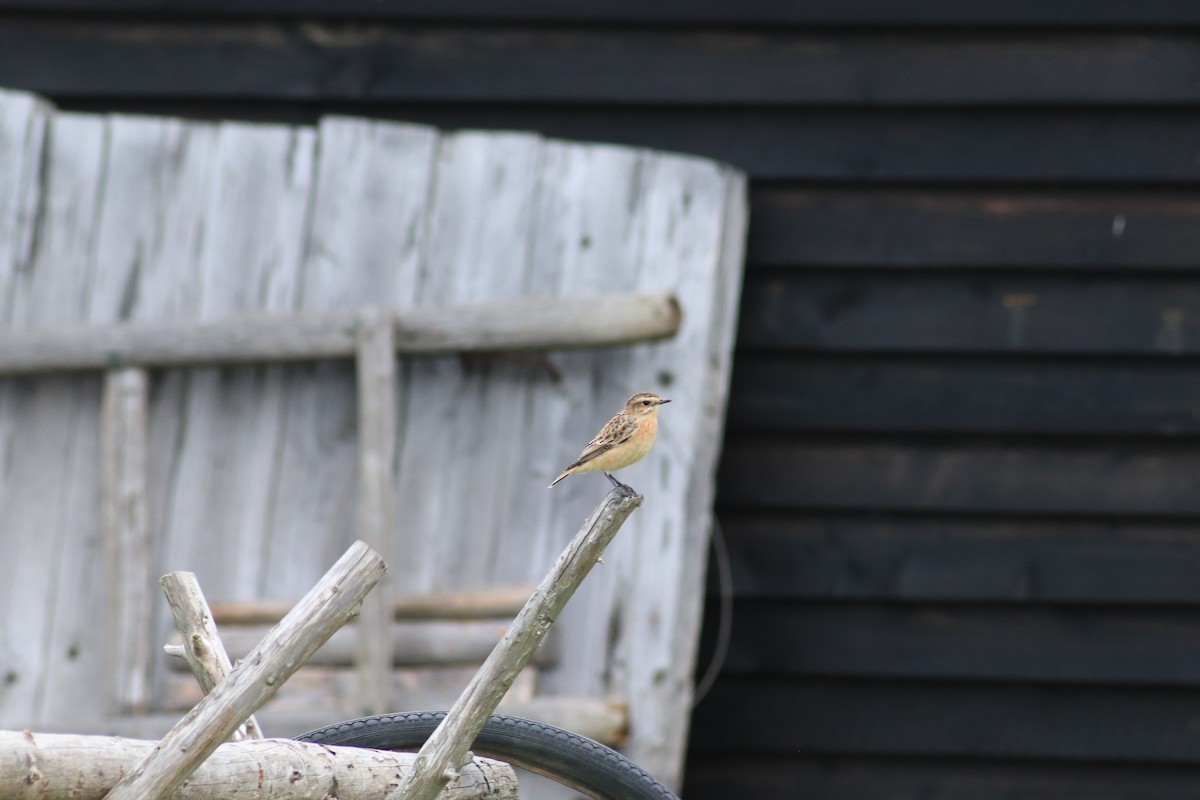 Whinchat - ML640824278