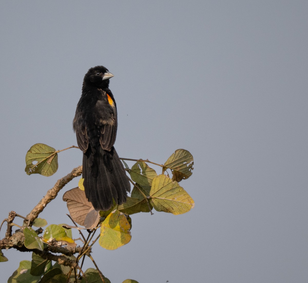 Marsh Widowbird - ML640824416