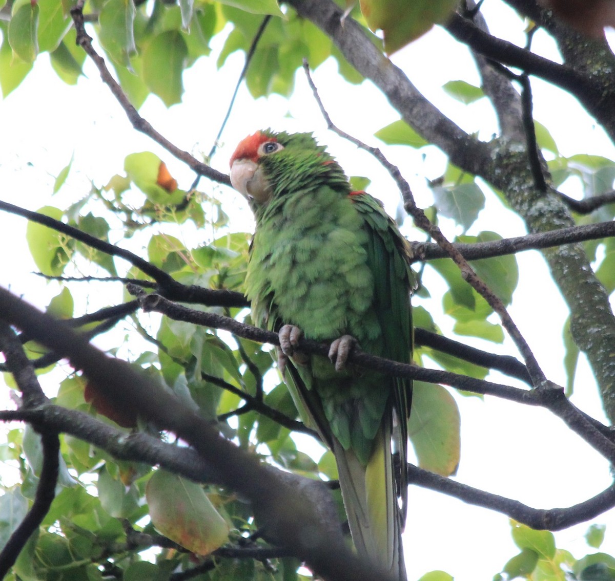 Cordilleran Parakeet - ML640824440