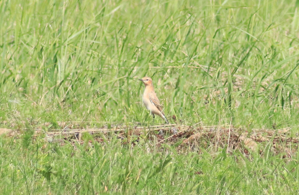 Northern Wheatear - ML640824471