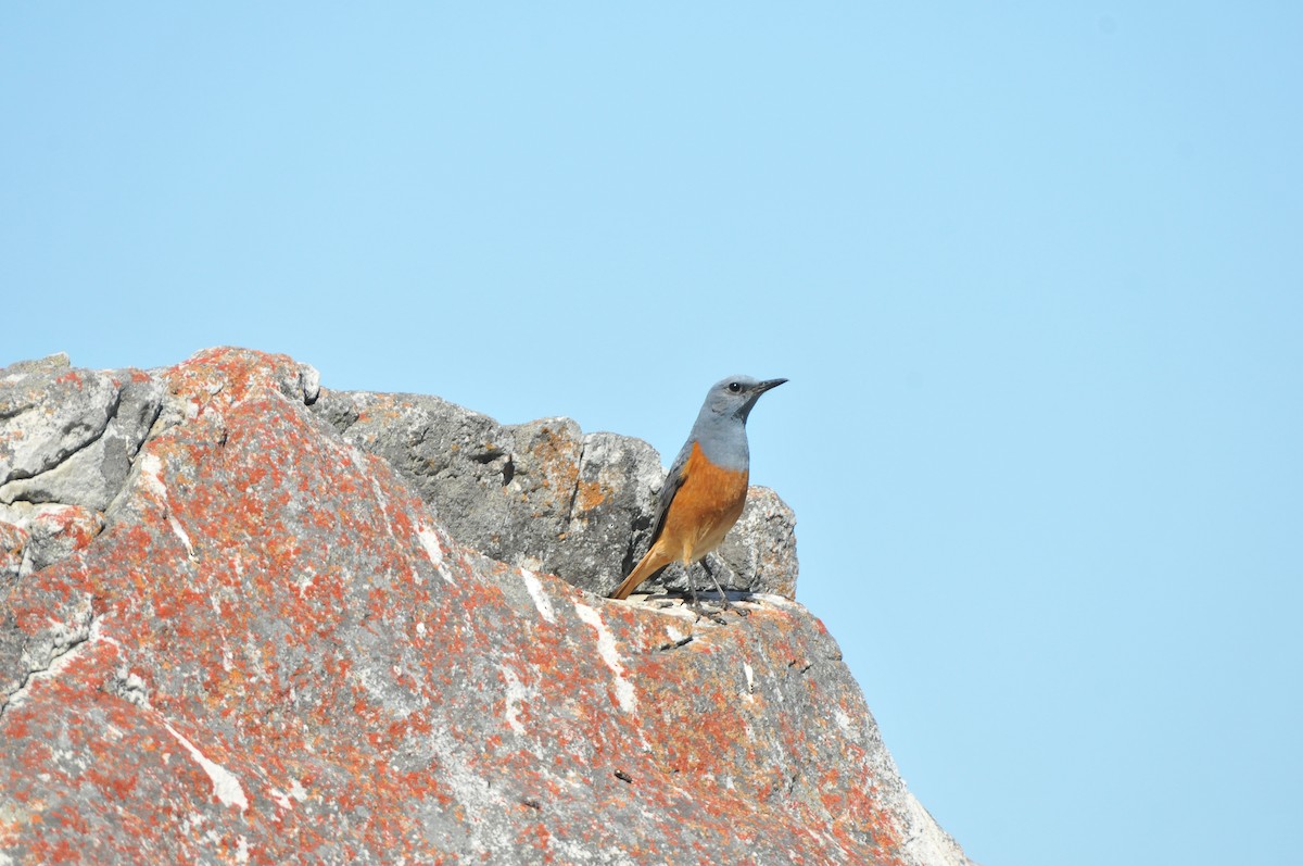 Sentinel Rock-Thrush - ML640824494