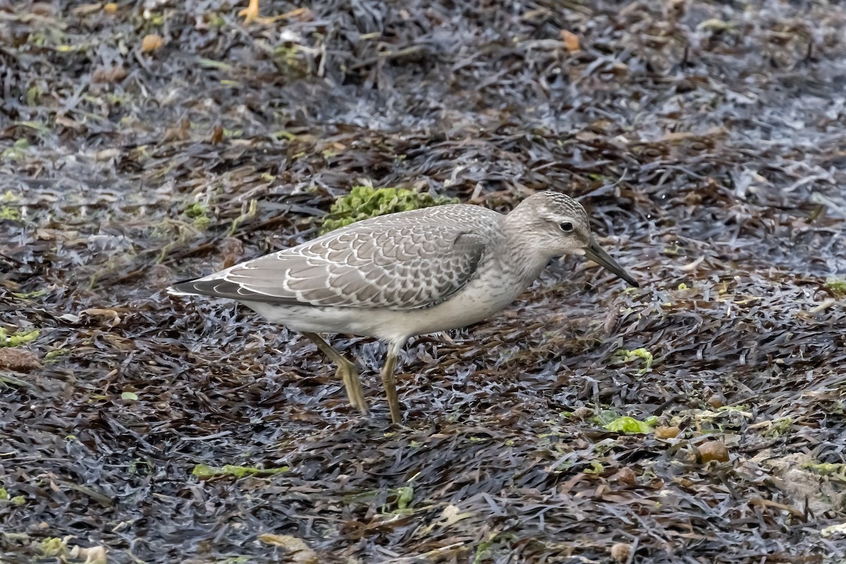 Red Knot - ML640824530