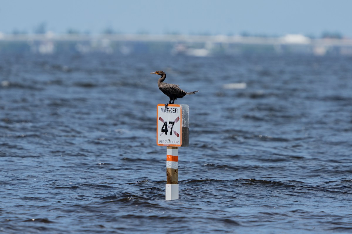 Double-crested Cormorant - ML640824534