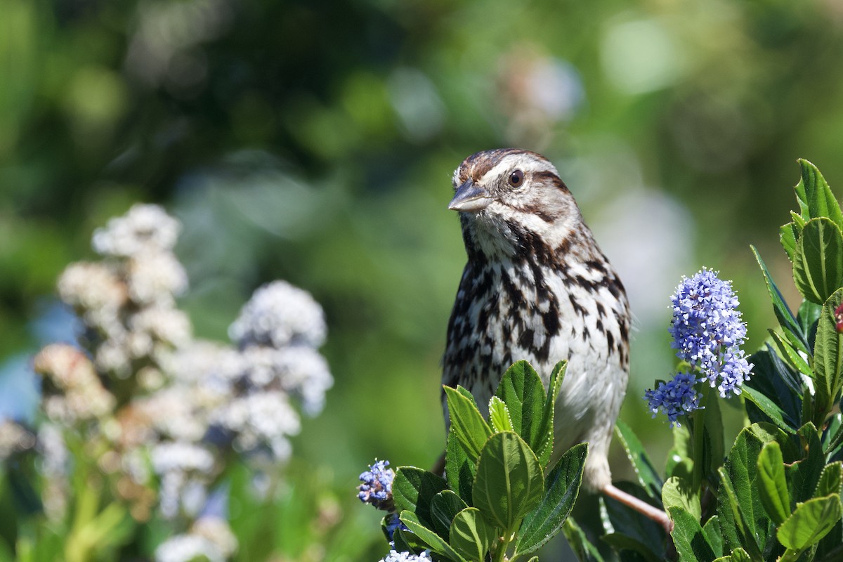 Song Sparrow - ML640824535