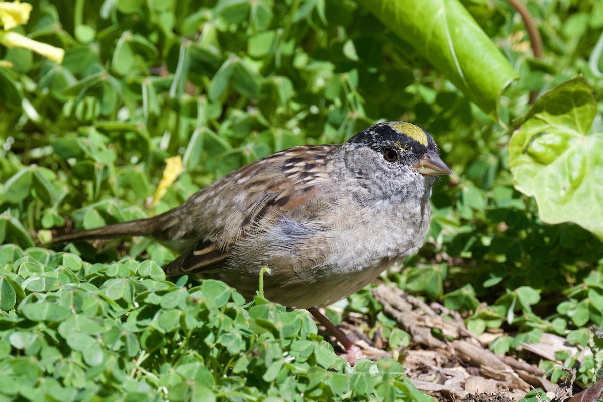 Golden-crowned Sparrow - ML640824536