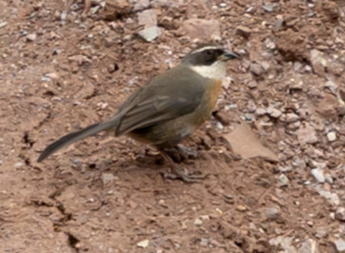 Chestnut-breasted Mountain Finch - ML640824541