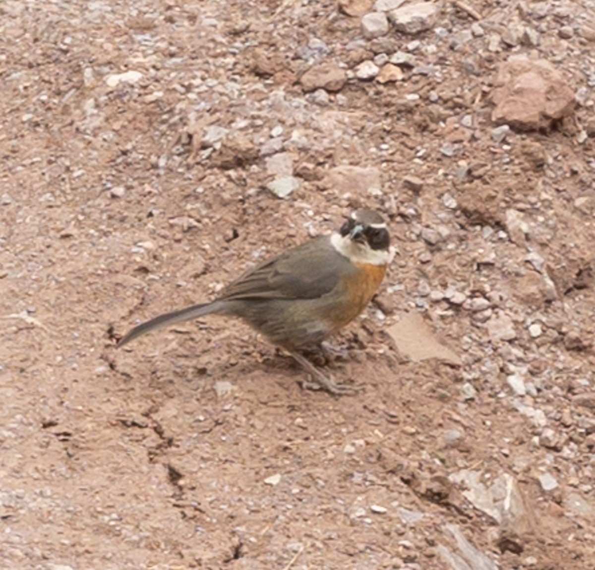 Chestnut-breasted Mountain Finch - ML640824542