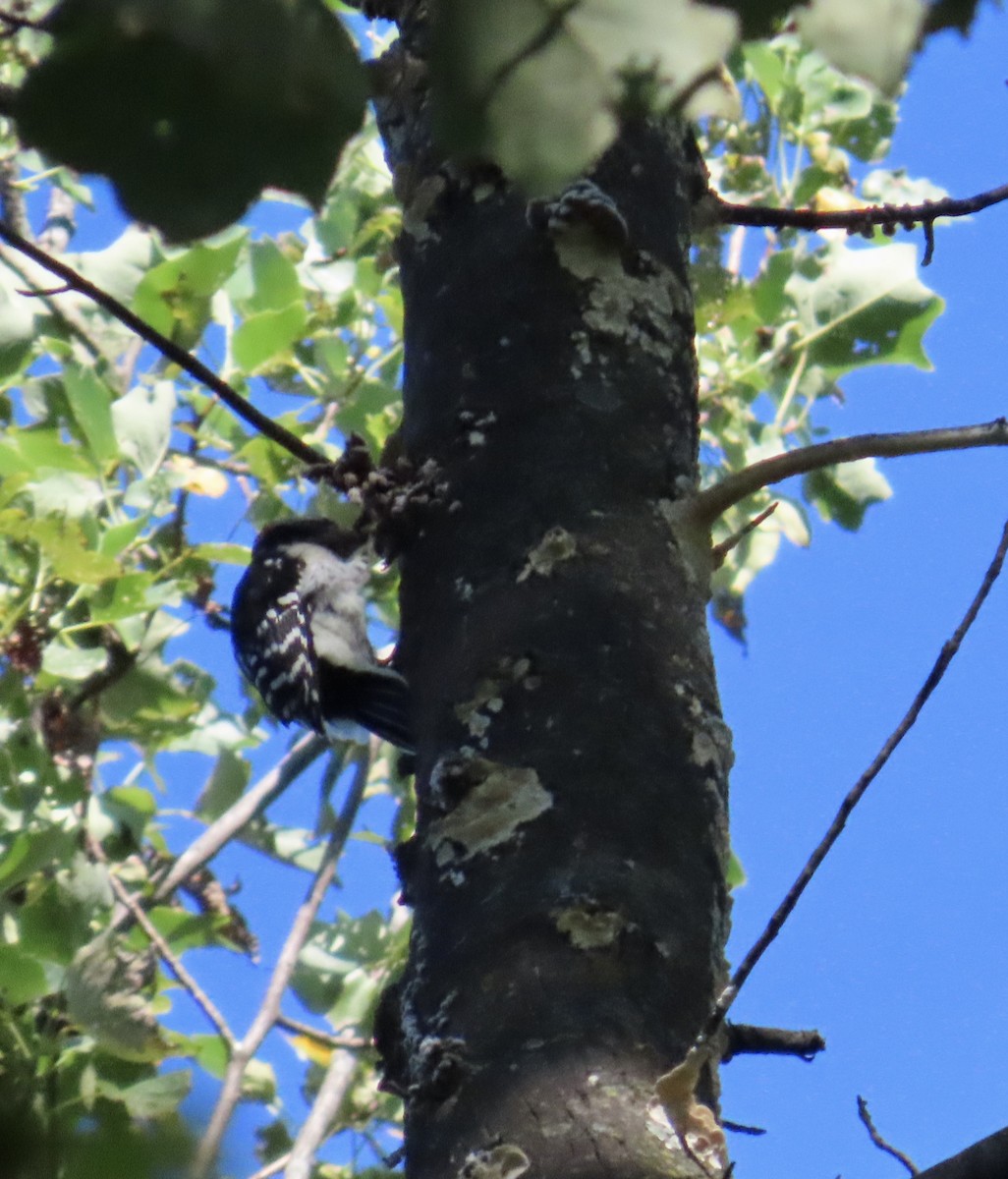 Hairy Woodpecker - ML640824546