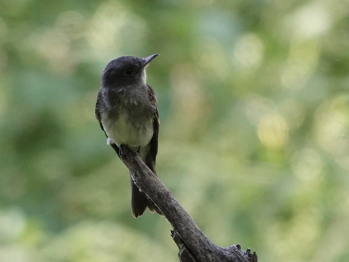 Eastern Wood-Pewee - ML640824547