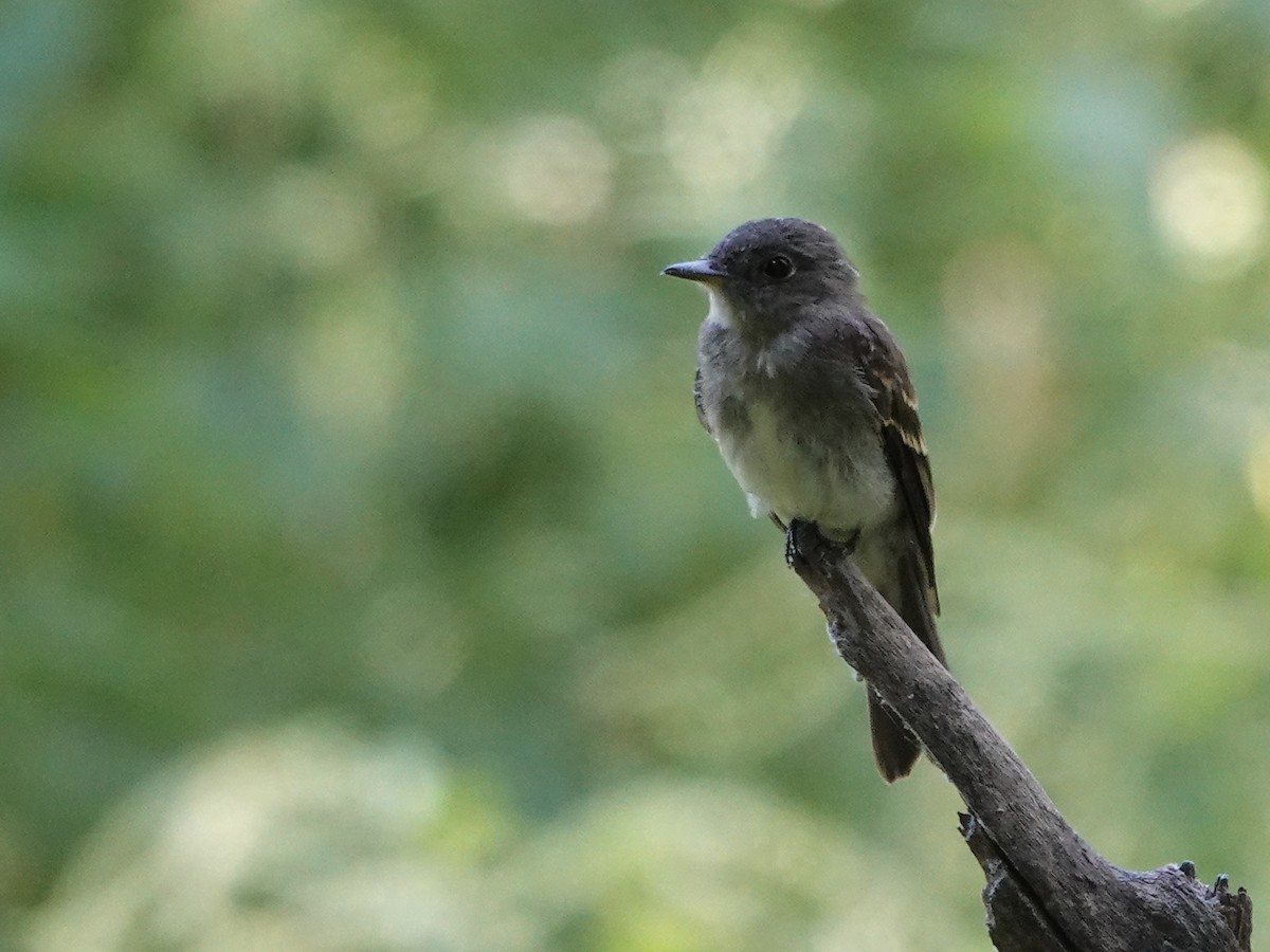 Eastern Wood-Pewee - ML640824548