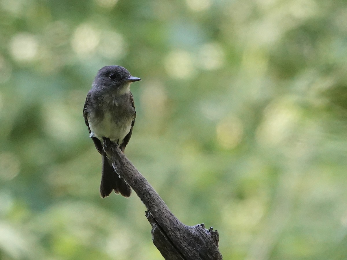 Eastern Wood-Pewee - ML640824549