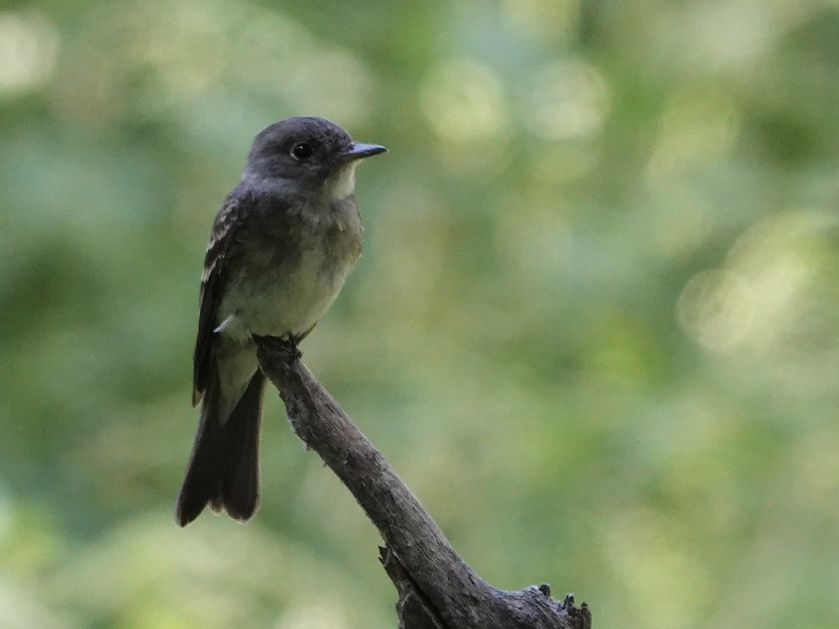 Eastern Wood-Pewee - ML640824550