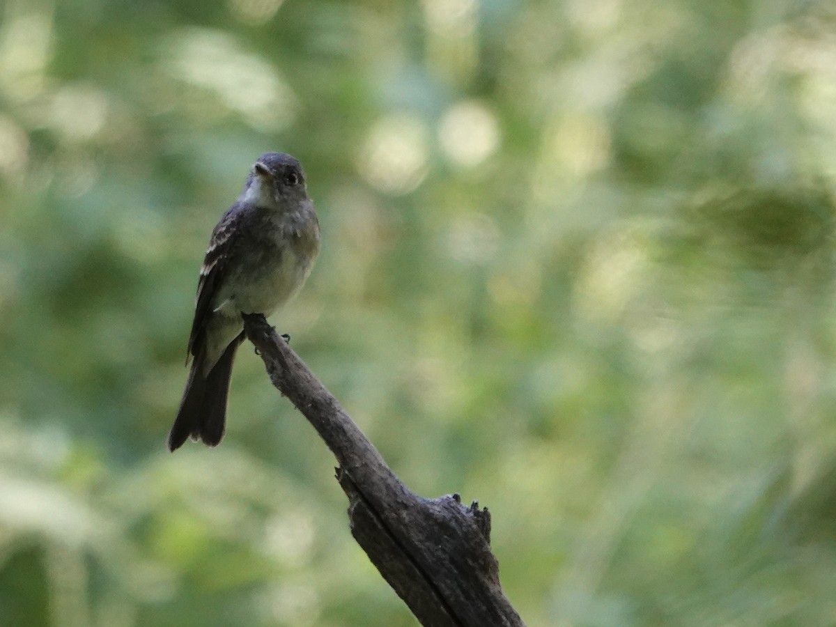 Eastern Wood-Pewee - ML640824551