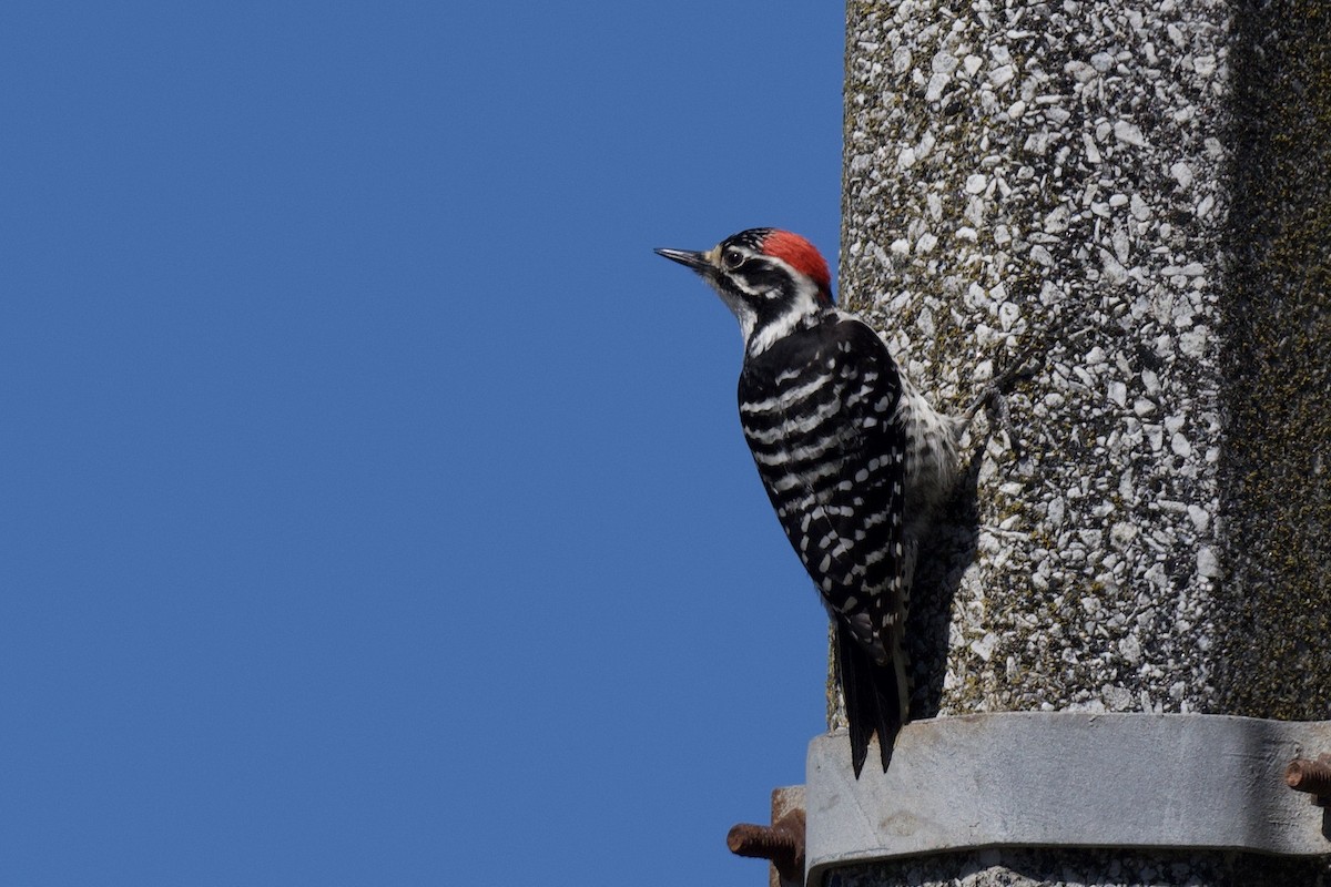 Nuttall's Woodpecker - ML640824553