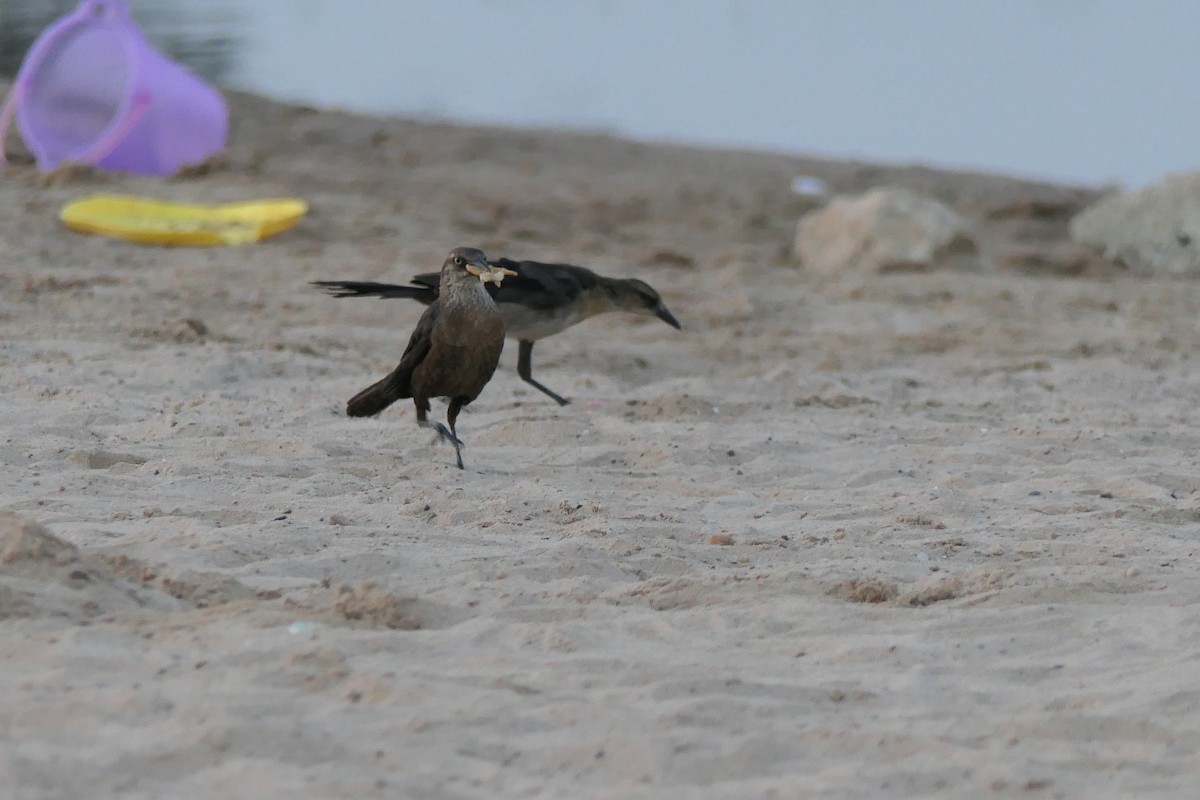 Great-tailed Grackle - ML640824554