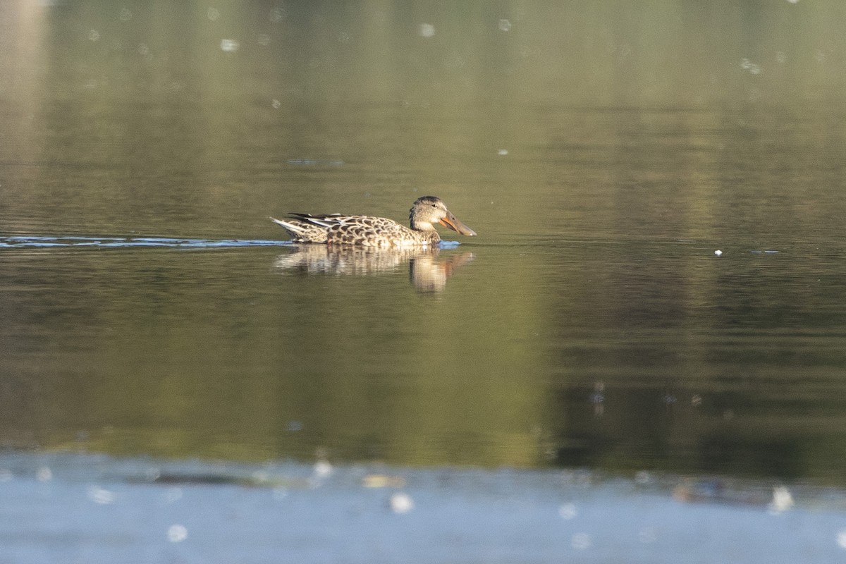 Northern Shoveler - ML640824555