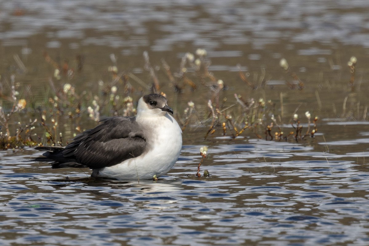 Parasitic Jaeger - ML640824556