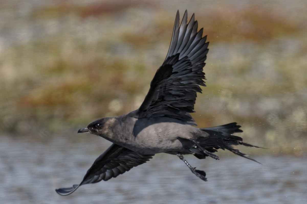 Parasitic Jaeger - ML640824557